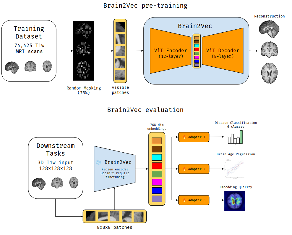 Brain2Vec - A Self-Supervised 3D Foundation Model for Structural Brain MRI